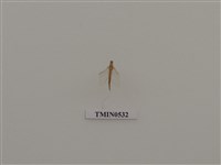 藏品(蜉蝣目)的圖片